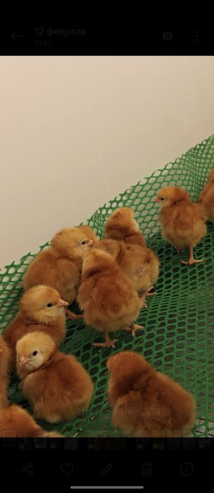 Bruder, брудер, jo‘jalar uchun, жўжалар учун