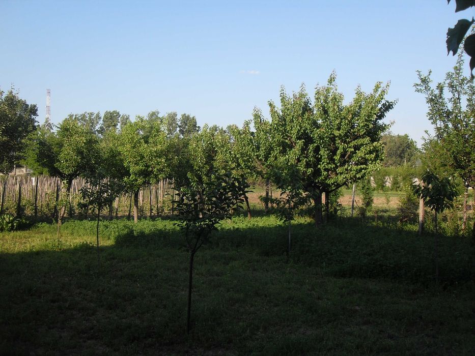 Casă de vânzare P+M TEREN 1200 mp Șimian