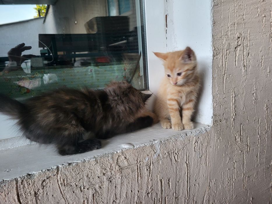 Котяты бесплатно