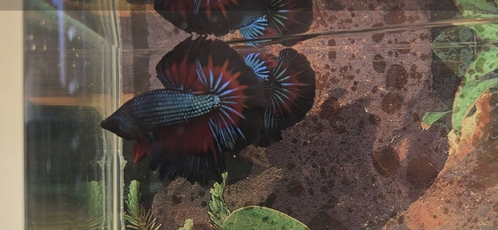 Betta splendens halfmoon si plakat