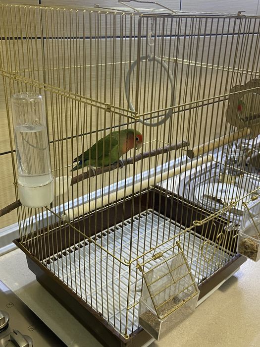 Попугай, краснолицый неразлучник