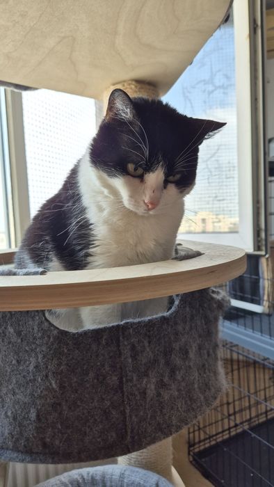 Mica pisica cauta familie