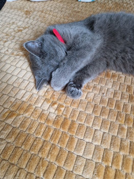 Pisica pui Brittish shorthair gri deschis - 7 luni