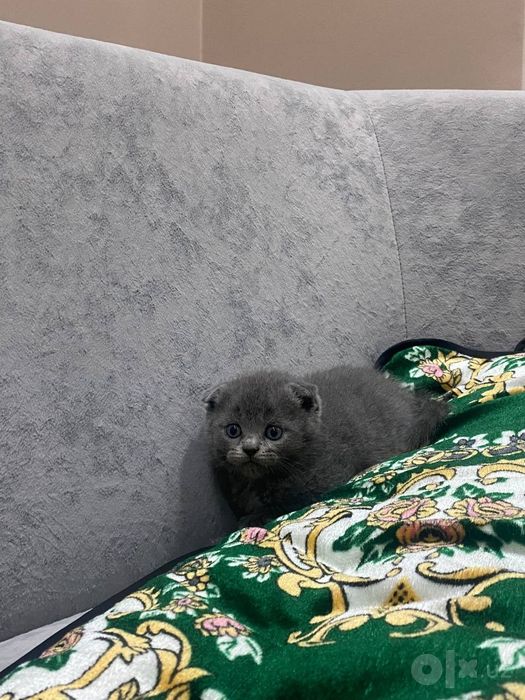 Мушукча сотилади
