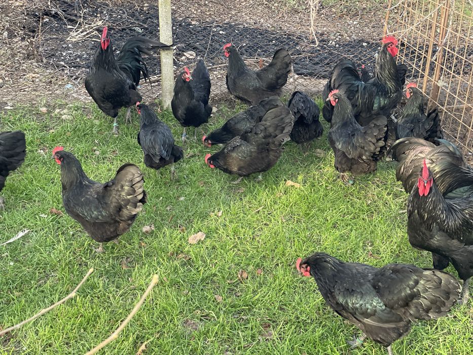 Oua incubat Australorp negru