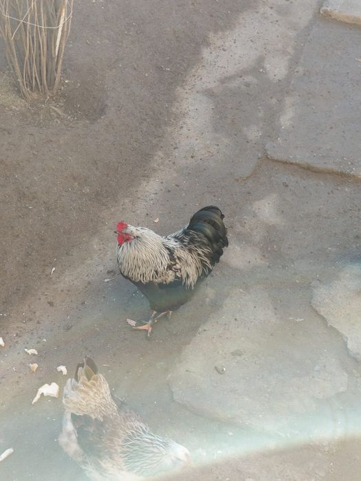 Cocoși și găini brahman