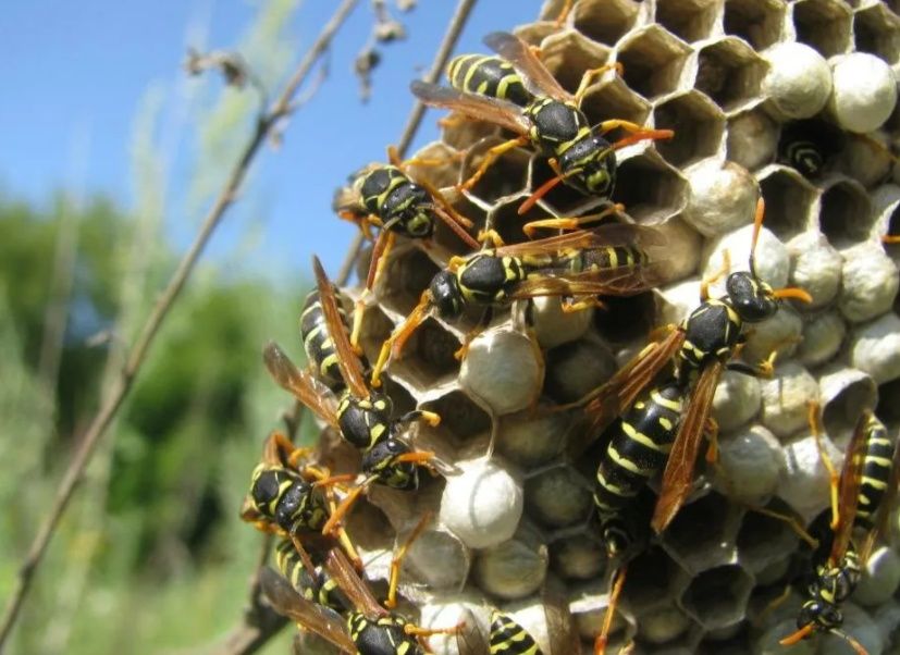 Осы) осиное гнездо лечебные