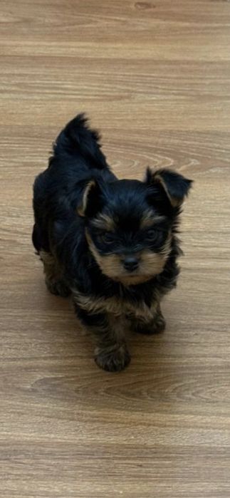 Щенок Йоркского терьера