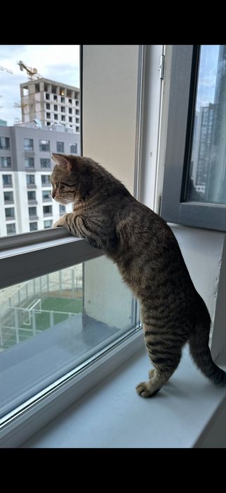 Отдам кота в добрые руки