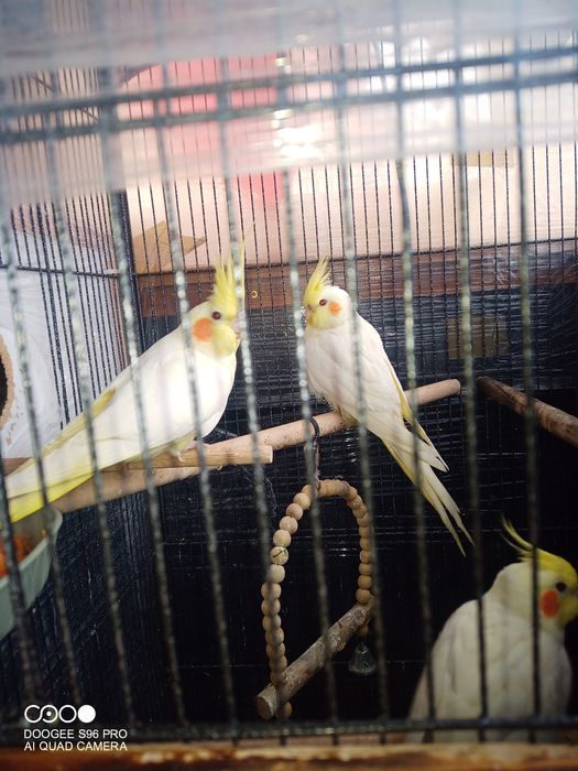 Papagali tineri Nimfă