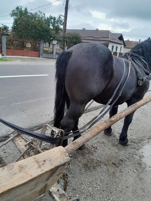Semi greu romanesc