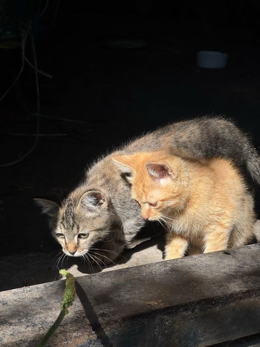 Котята срочно ищут дом