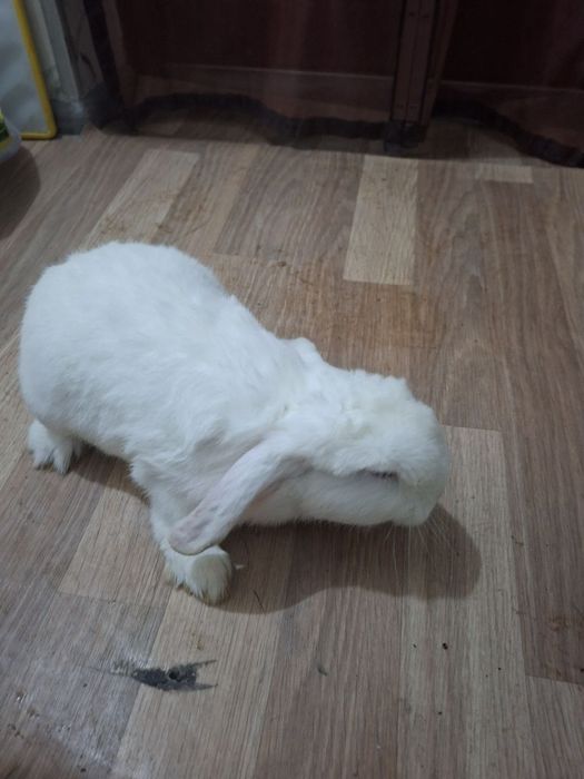 Karlik baran  soĝlom  oĝil bola