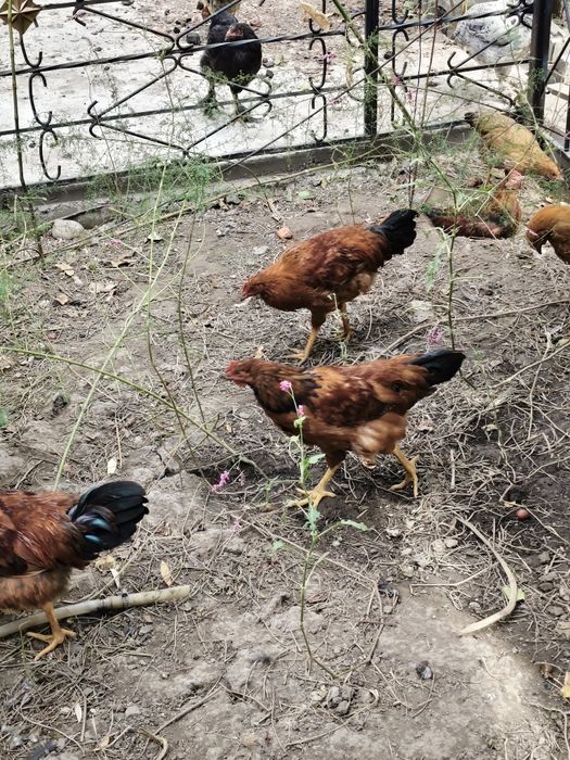 Продам петухов курей