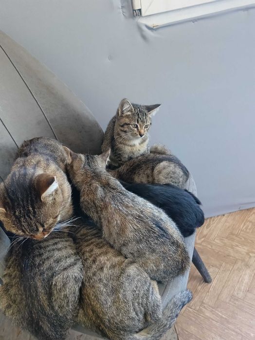 Отдам котят в добрые руки