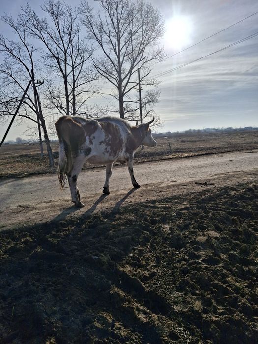 Продам каров не стелные