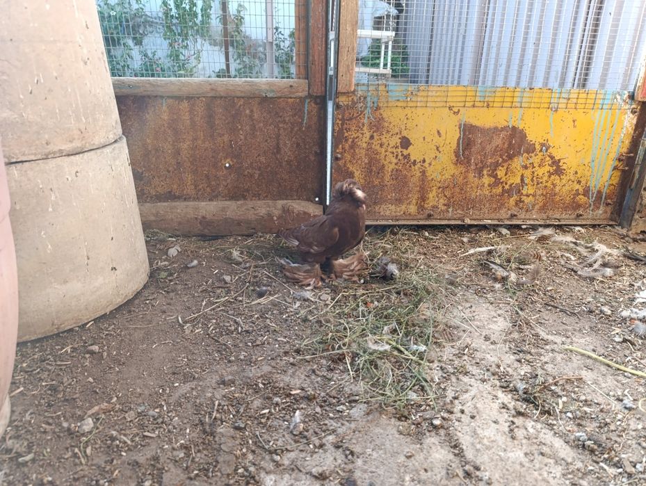 Голубь Бухарский барабанщик молодой пол пока не известен