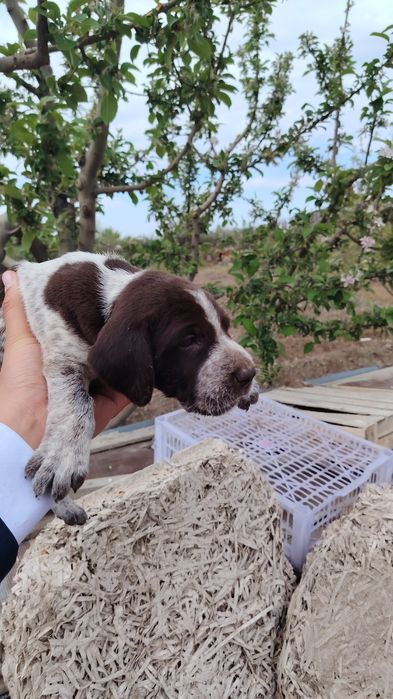 Курцхаар ұрғашы 1 штук