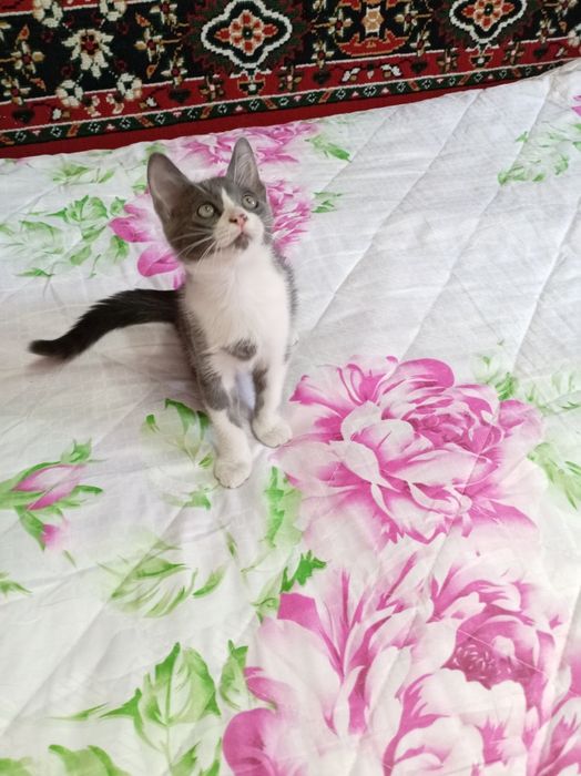 Отдам котика бесплатно
