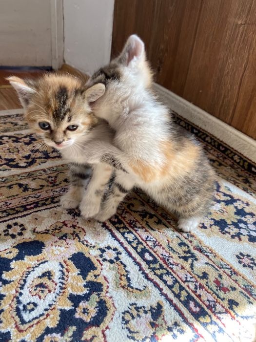 Котята бесплатно