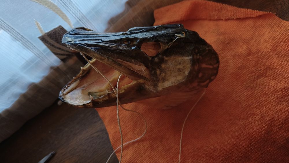 Cap trofeu de știucă