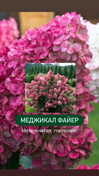 Питомник «Солнечный» растения для сада