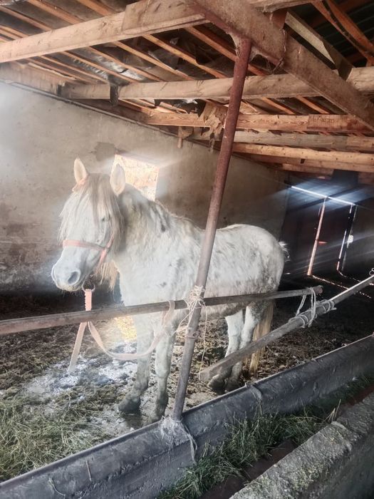 Айғыр жорға сатылады