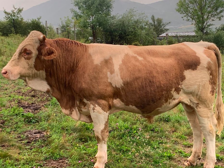 Taur bălțat de vânzate