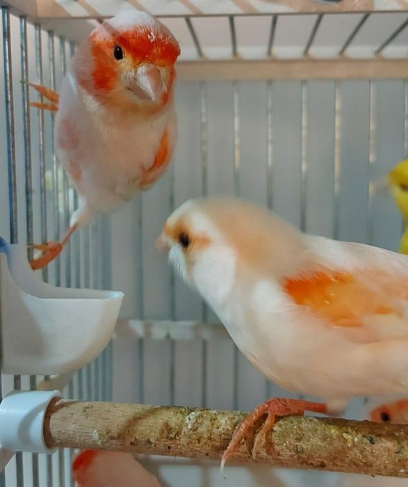 Канарка нар мода ва привазнойлар