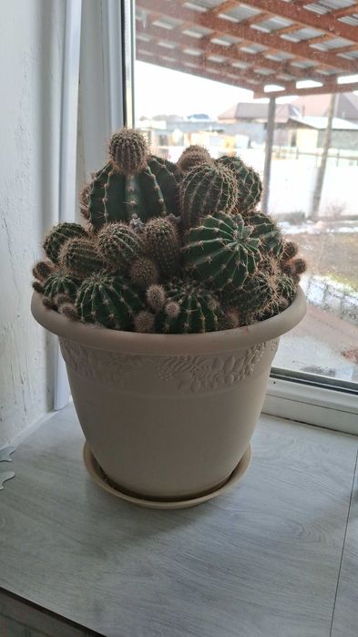 Комнатные цветы,