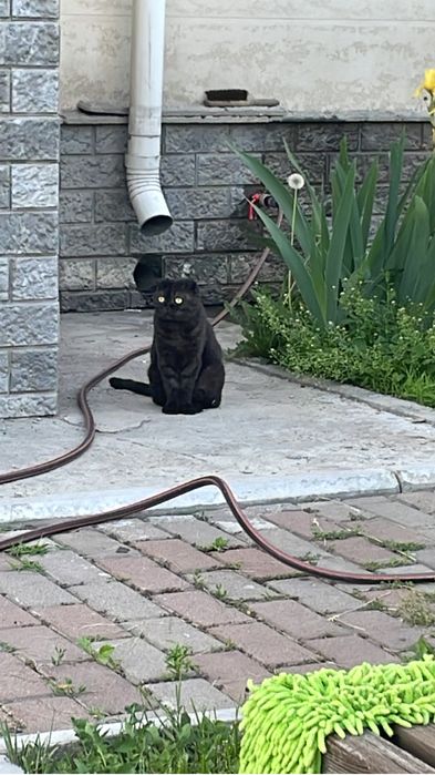 Отдам кошку в хорошие руки