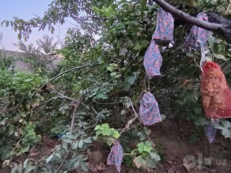 Uchastka sotiladi. 5 sotix. 7 xonali uy