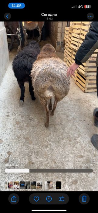 Жас саулыктар сатылады