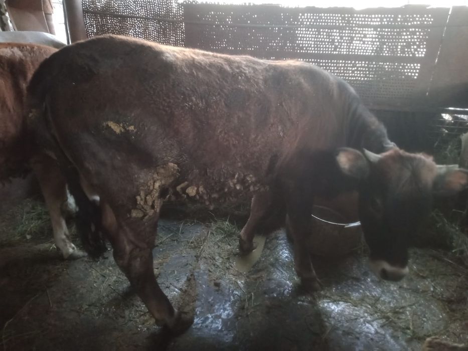 Продам тёлок, три штуки.