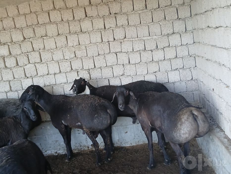 Qassobchilik xizmati