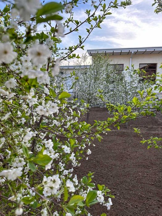 chutqarada 6 sotixli katej sotiladi