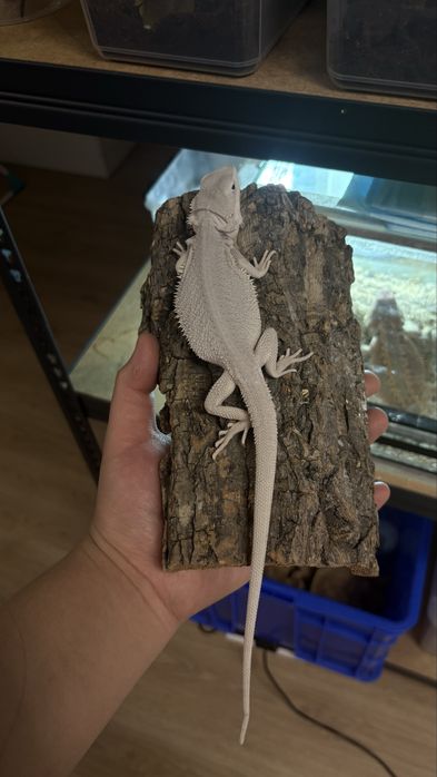 Бородатая агама Zero