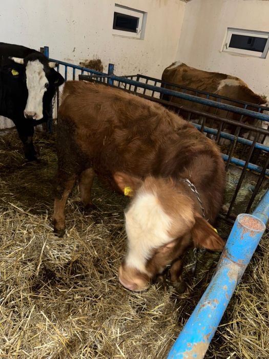 Vand vitel de 6 luni