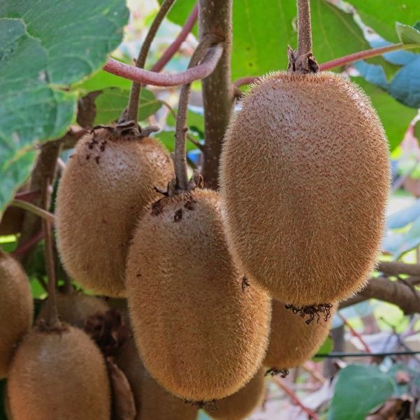 Kiwi rezistent .