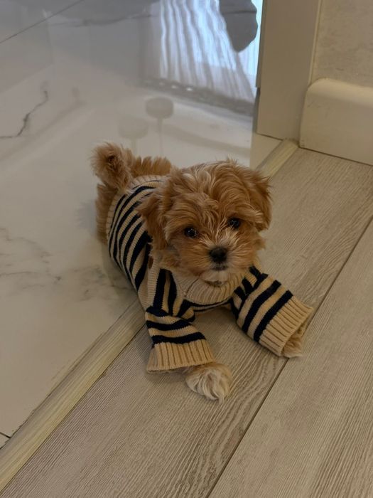 Шикарные малыши Мальтипу ф1ф1