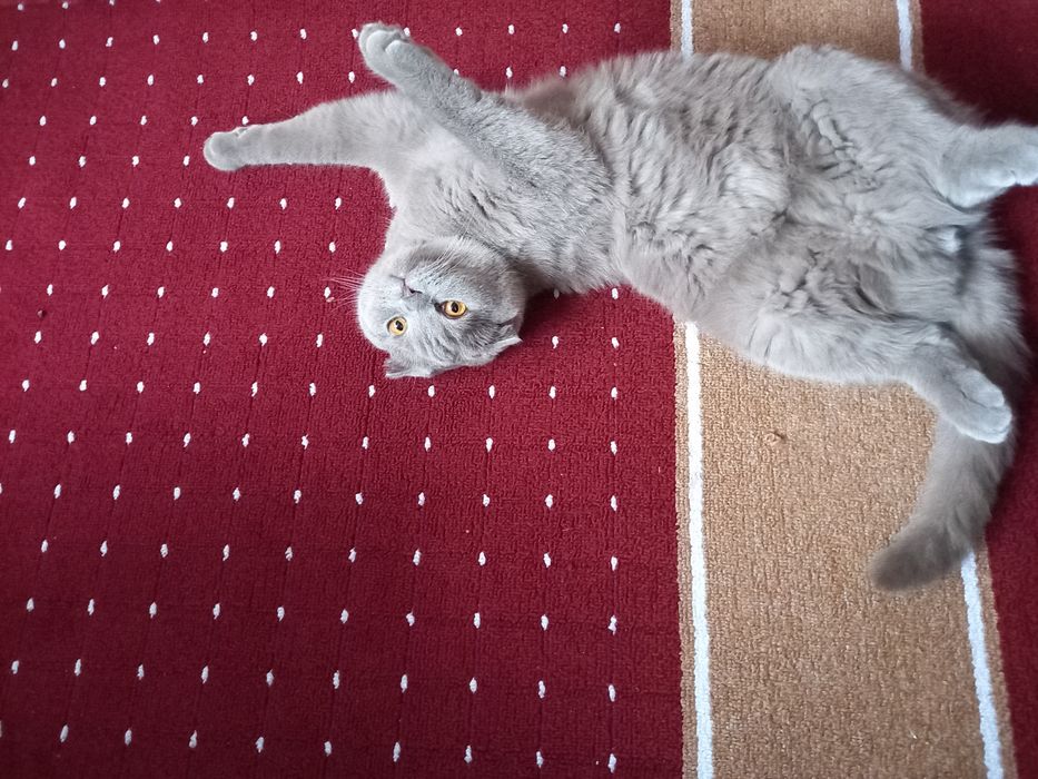 Yalangoch semiz ayollar porno rasmlar