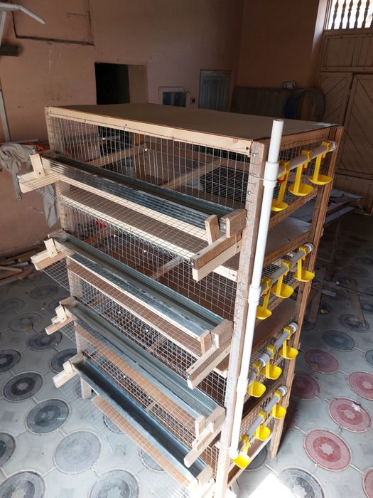 Бедана клетка сотилади.