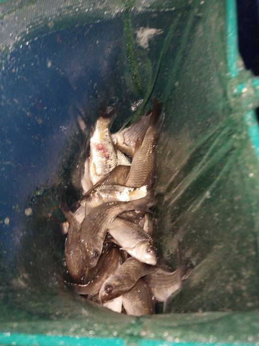 Живец сатылады..