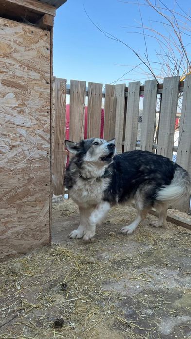 Ягодка ищет дом.