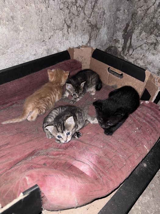 Отдам котят бесплатно