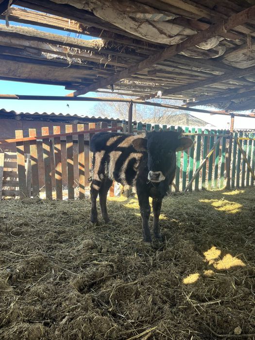 Продам бычка хорошего