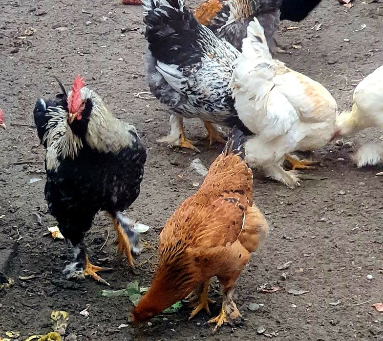 Хурозни эркаги бор