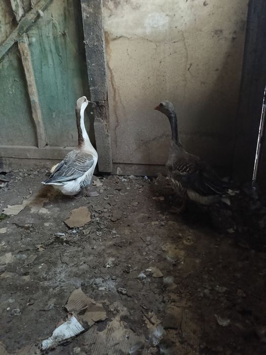 Продам  гусиня .