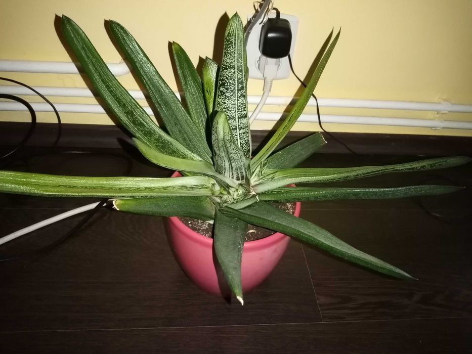 Vand o planta deosebita de Aloe Vera