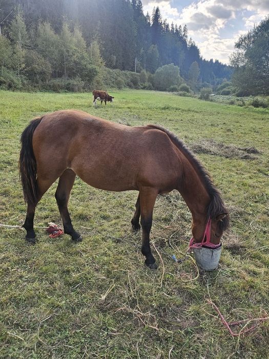 Se vinde mânză,crescută bine,mama mânzei este semigrea,sau schimb